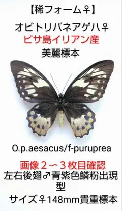 キマエラトリバネアゲハ！金色型！標本！ キマエラトリバネアゲハ！金色型！標本！ - メルカリ