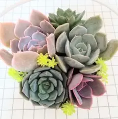 多肉植物 (5種エケベリア) カット苗セット※季節の寄せ植え等にのサムネイル
