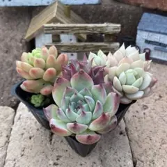 カイママ様 リクエスト 2点 まとめ商品