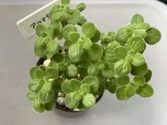 多肉植物　アロマティカス　5本