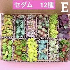 多肉植物　セダム　12種　カット苗　箱いっぱい　詰め合せ　寄せ植えセット　E