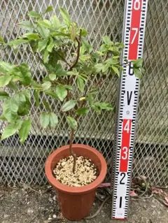 メルモ様専用果樹苗 ネクタリン二本、バイオチェリー、黄色さくらんぼ