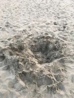 こっさん様専用