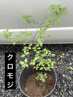 クロモジ 黒文字 山採り - メルカリ