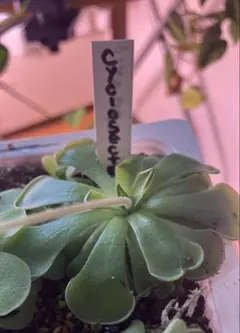 mochimoshi様 リクエスト 2点 まとめ商品