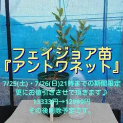 1.5メートル株立特大大実大葉鈴なりエゾハスカップ 苗木 果樹 鉢植え