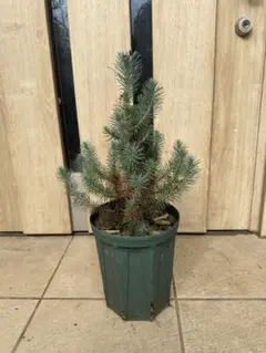 2025年最新】プンゲンストウヒの人気アイテム - メルカリ