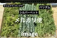セダム3点セット　セダム詰め合わせ