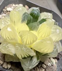 コ*ス様 多肉植物　ハオルチア　実生オブツーサ錦　鮮明錦