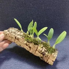 ノリノリ様 リクエスト 3点 まとめ商品