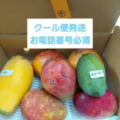 アーウィン+珍しいマンゴー　クール便　7/11④ アーウィン+珍しいマンゴー クール便 7/11② - メルカリ