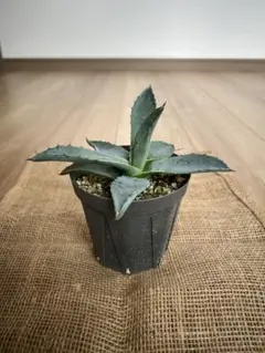 トコちゃんさん専用❣️子株2つ❣️特大美株❣️アガベ アメリカーナ 華厳 2025年最新】アガベ 華厳の人気アイテム - メルカリ