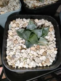 紡*様 裏般若錦　ハオルチア　観葉植物　オークション　C4 2025年最新】裏般若 ハオルチアの人気アイテム - メルカリ