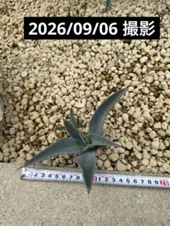 アガベ　シルバーサーファー