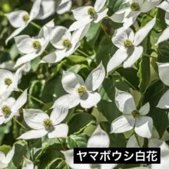 2026年最新】ヤマボウシの人気アイテム - メルカリ
