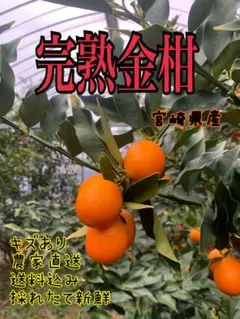 完熟金柑 宮崎県産 農家直送 新鮮　箱込み約2キロ
