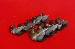 月の輪熊　ツキノワグマ　爪　やや大きめ　10本セット③