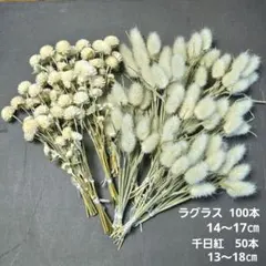 ラグラスと千日紅のセット No.6