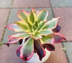 2026年最新】アエオニウム 魅影の人気アイテム - メルカリ