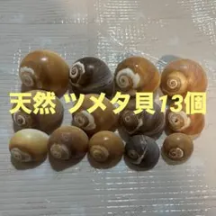 ツメタガイ13個セット 茶、こげ茶、 複数サイズ