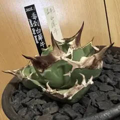 珍品　Quesnelia alvimii ケスネリア　アルビミー　子株　発根済み 珍品 Quesnelia alvimii ケスネリア アルビミー 子株 発根済み - メルカリ