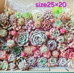 多肉植物 寄せ植えセット(もりもり40苗以上size25×20)