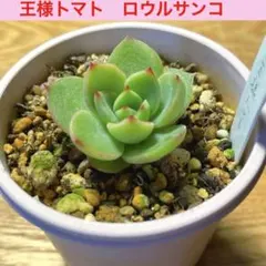 2026年最新】ロウルサンコの人気アイテム - メルカリ