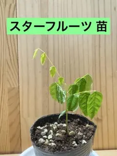 2026年最新】スターフルーツ 苗木の人気アイテム - メルカリ