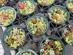 多肉植物　セダム色々寄せ植え　5個まで送料一緒