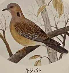 即購入禁止　冷凍キジバト　狩猟獲物