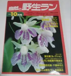 エビネランR7C（黄色と白の花）期間限定値下げ 2025年最新】エビネランの人気アイテム - メルカリ