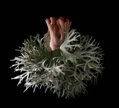 めろ 詳細はプロフィールまで♩様 リクエスト 2点 まとめ商品