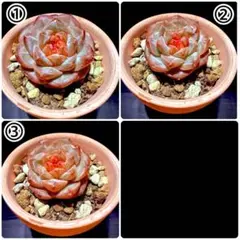 エピスシア クプレアタ ピンクヘブン M＆L ランナー付子株 Episcia