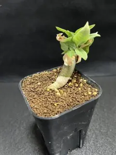 珍奇植物 コミフォラ・エルランゲリアナ／cf. エリトラエア 実生株 鉢ごと 珍奇植物 コミフォラ・エルランゲリアナ／cf. エリトラエア 鉢のまま