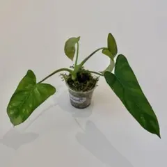観葉植物 希少 【フィロデンドロン ホイップル ウェイ ミント