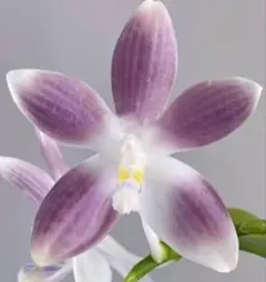 2026年最新】洋蘭原種の人気アイテム - メルカリ