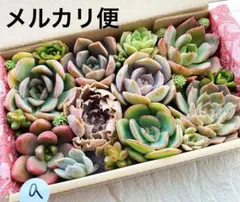 9 多肉植物　多肉弁当　詰め合わせ　寄せ植え　セット　カット苗　韓国苗　セダム