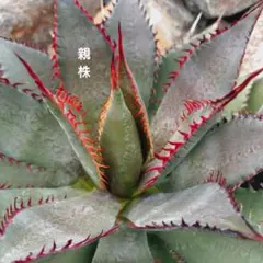 2025年最新】マンガベ トゥースフェアリーの人気アイテム - メルカリ