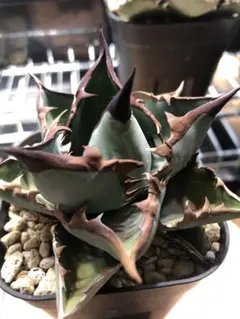 おしょん様 リクエスト 2点 まとめ商品