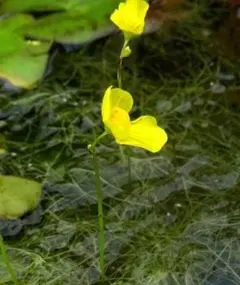 ゆうこ様 リクエスト 3点 まとめ商品