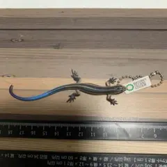 ネイチャーテクニカラー　トカゲ　とかげ　ブルー　キーホルダー　キーチェーン