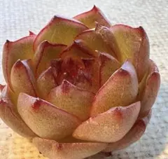 な*ち様 n20新品種　ルビードロップ　エケベリア　多肉植物　撮影1月27日