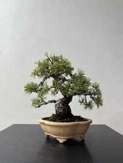 清姫もみじ　盆栽　極小葉性　小品　樹高16㎝ 清姫もみじ 盆栽 極小葉性 小品 樹高16㎝ - メルカリ