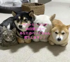 1日5分!飼い主ができるペットヒーリング教科書 - メルカリ