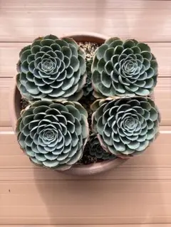 売却済み⑦⑧多肉　七福神　2ポットセット　ポットごと発送 楽天市場】七福神 多肉植物の通販