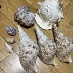 法螺貝　トウカムリ　夜光貝　まとめて　8点セット