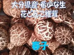 チャチャ♪♪♪さまご予約専用 大分県特産 希少な生の花どんこ椎茸「春子」