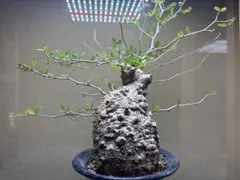 うったんさん専用　オペルクリカリアパキプス　発根済株　現地球 うったんさん専用 オペルクリカリアパキプス 発根済株 現地球 オペル