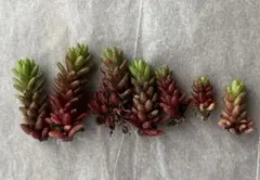 多肉植物　カット苗　写真の量くらい送ります　セットセダム 森村万年草　赤