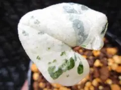山野草 斑入り ウンゼンカンアオイ 最上柄のサムネイル